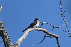 039 Kingbird, Easter, 2023-05070104 Ipswitch river Wildlife Sanctuary,  MA